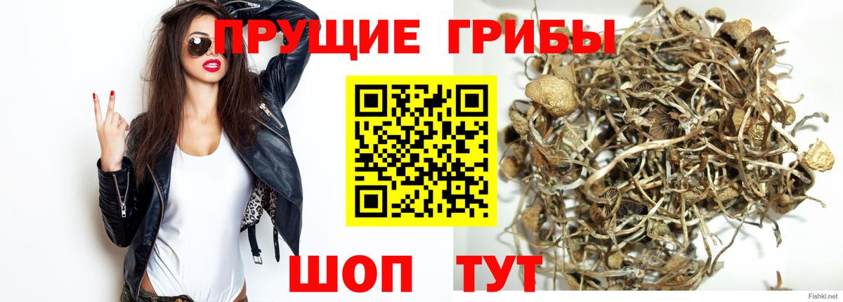 Псилоцибиновые грибы Psilocybine cubensis Грязи